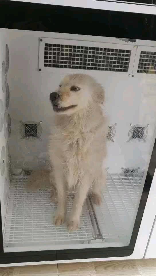 樱桃