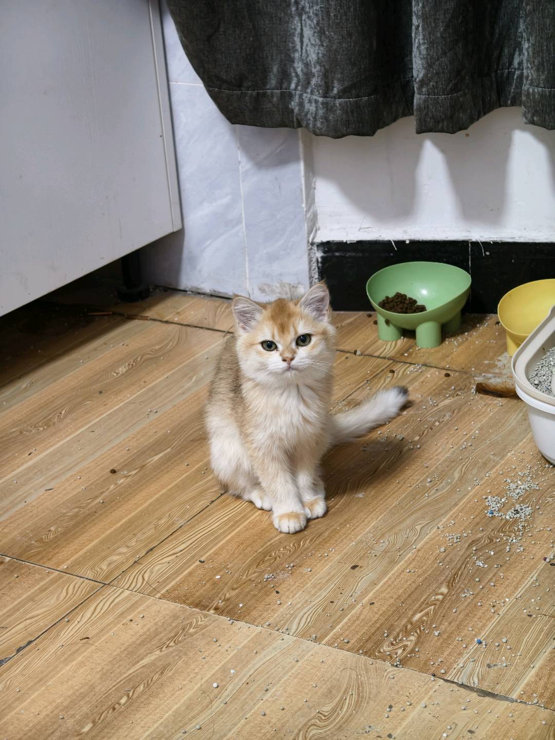 猫猫金渐层