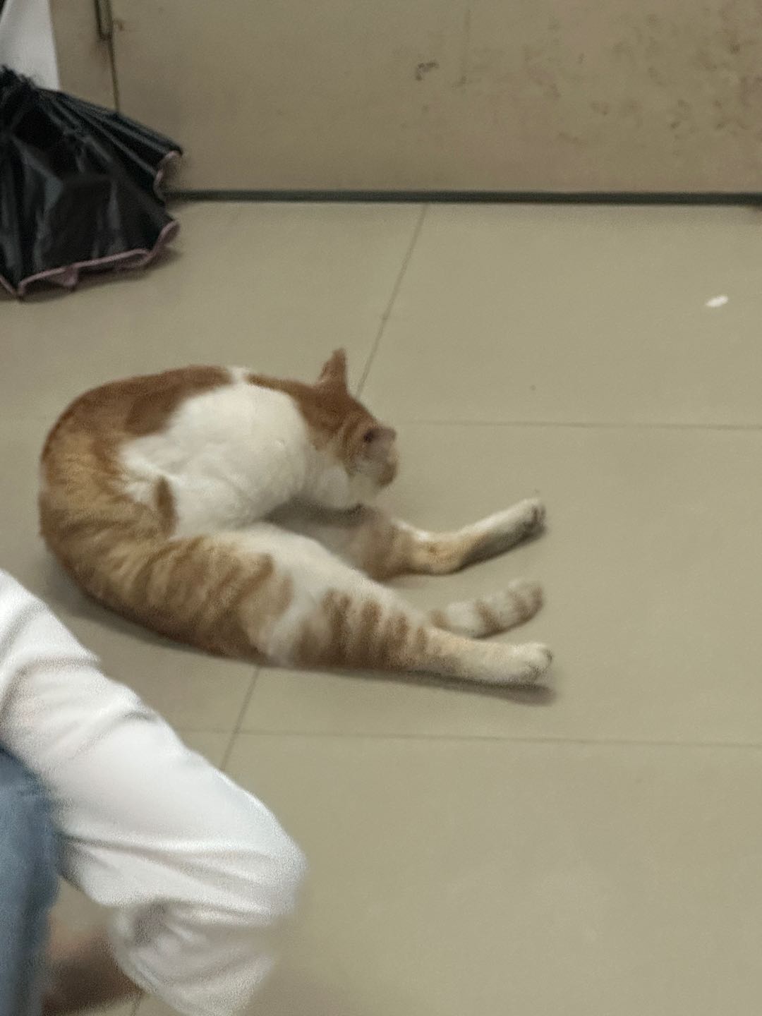 可帮忙遛狗喂狗喂猫！本人很喜欢猫猫狗狗