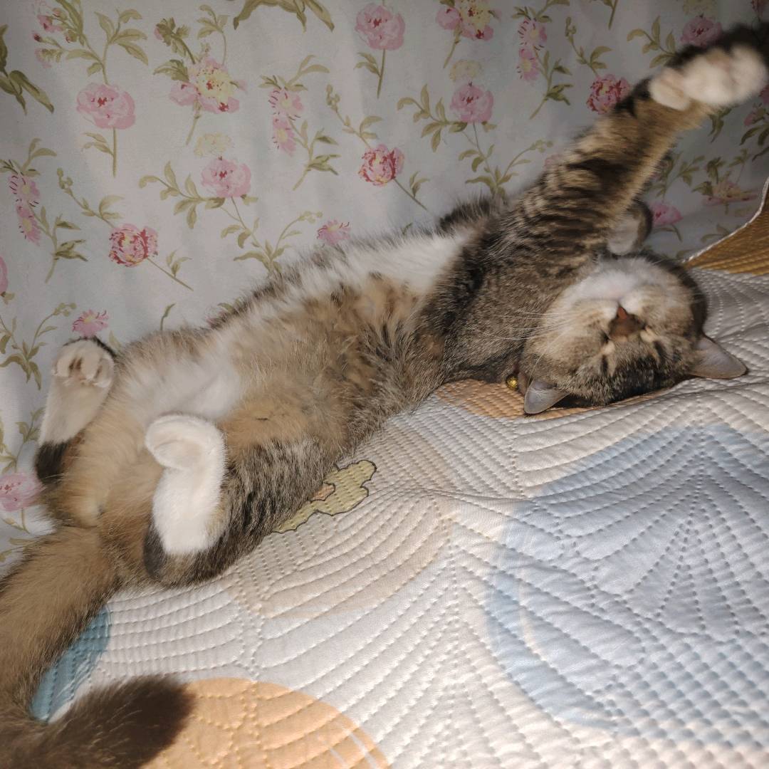 猫猫萌宠档案