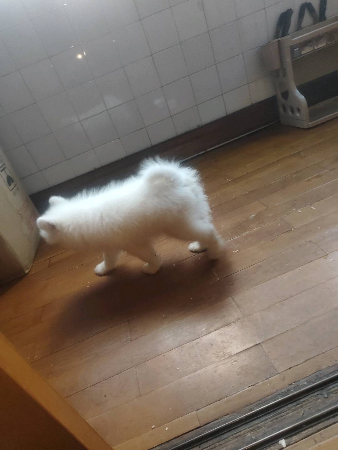 狗狗萨摩耶犬