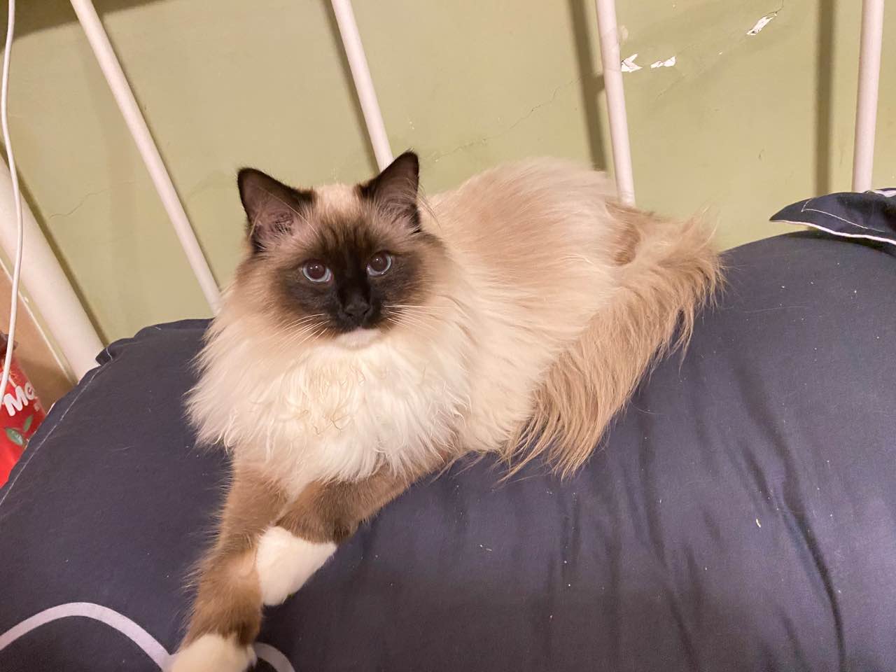 帮猫咪找个对象