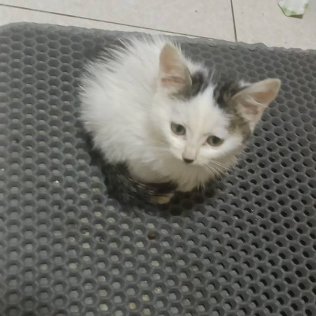 猫猫萌宠档案