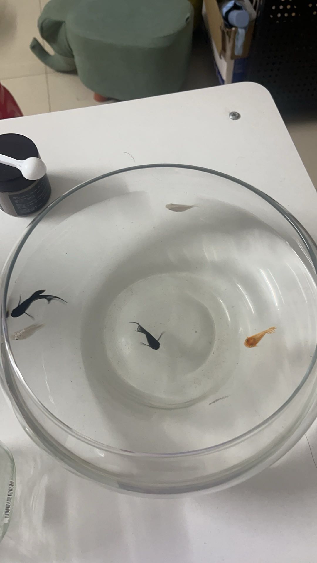 宠物上门喂养，需要的联系