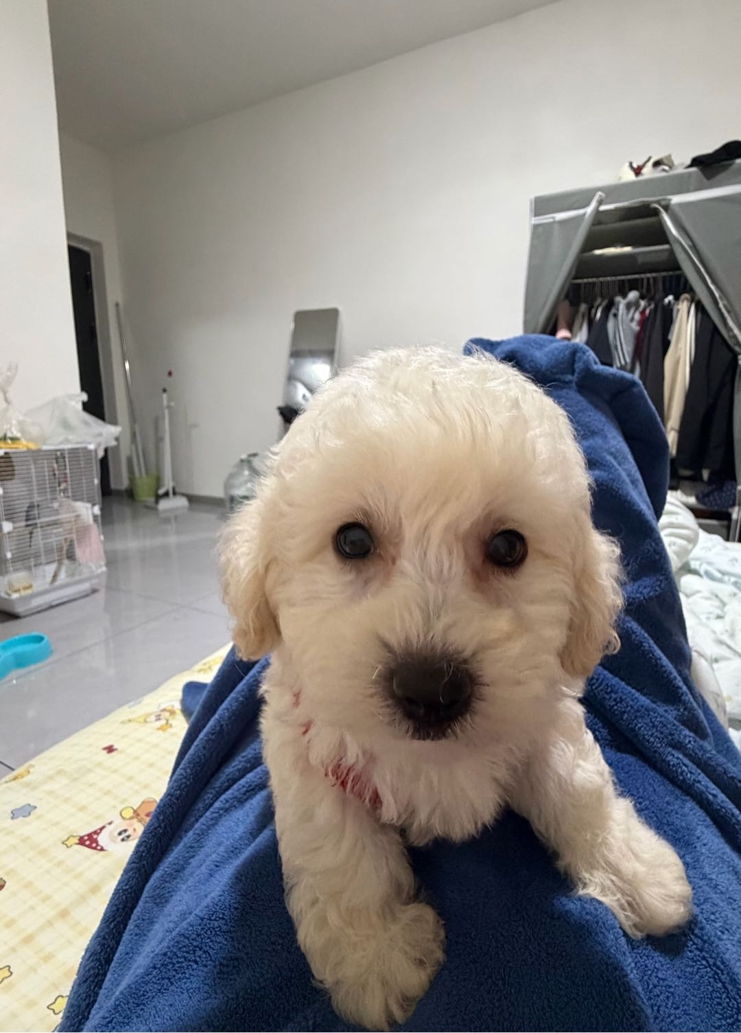 狗狗萌宠档案