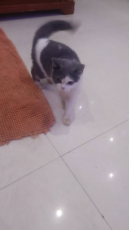 猫猫其它