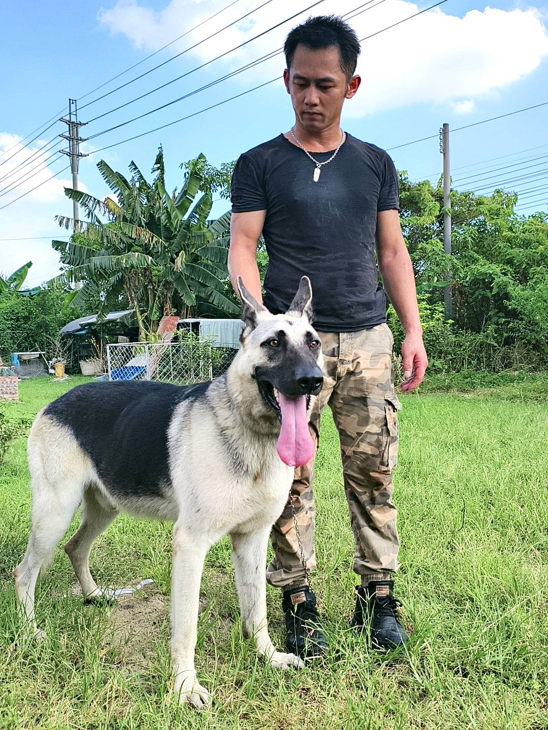 纯俄罗斯进口-乌拉，肩高78，期待他的后代#东欧牧羊犬#俄罗斯进口东欧牧羊犬