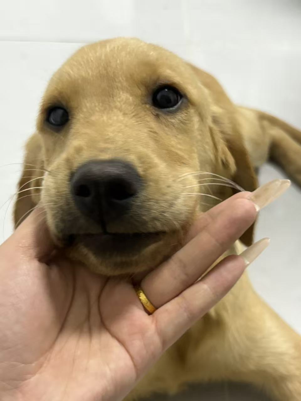 狗狗中华田园犬