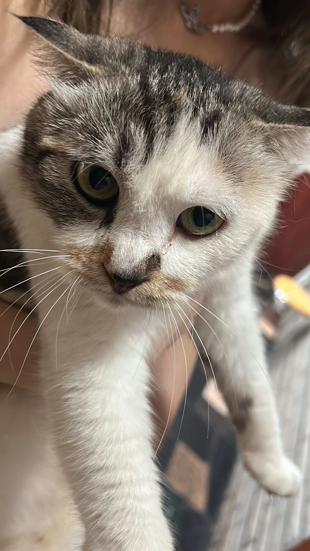 接冷水滩上门喂猫遛狗，宠物寄养，本人女大学生，可提供学生证，‼️**/次‼️，有经验