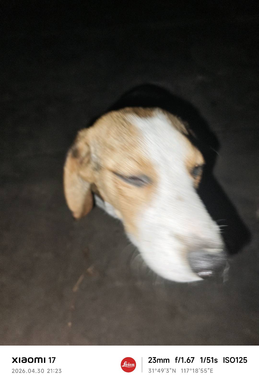 狗狗比格猎犬
