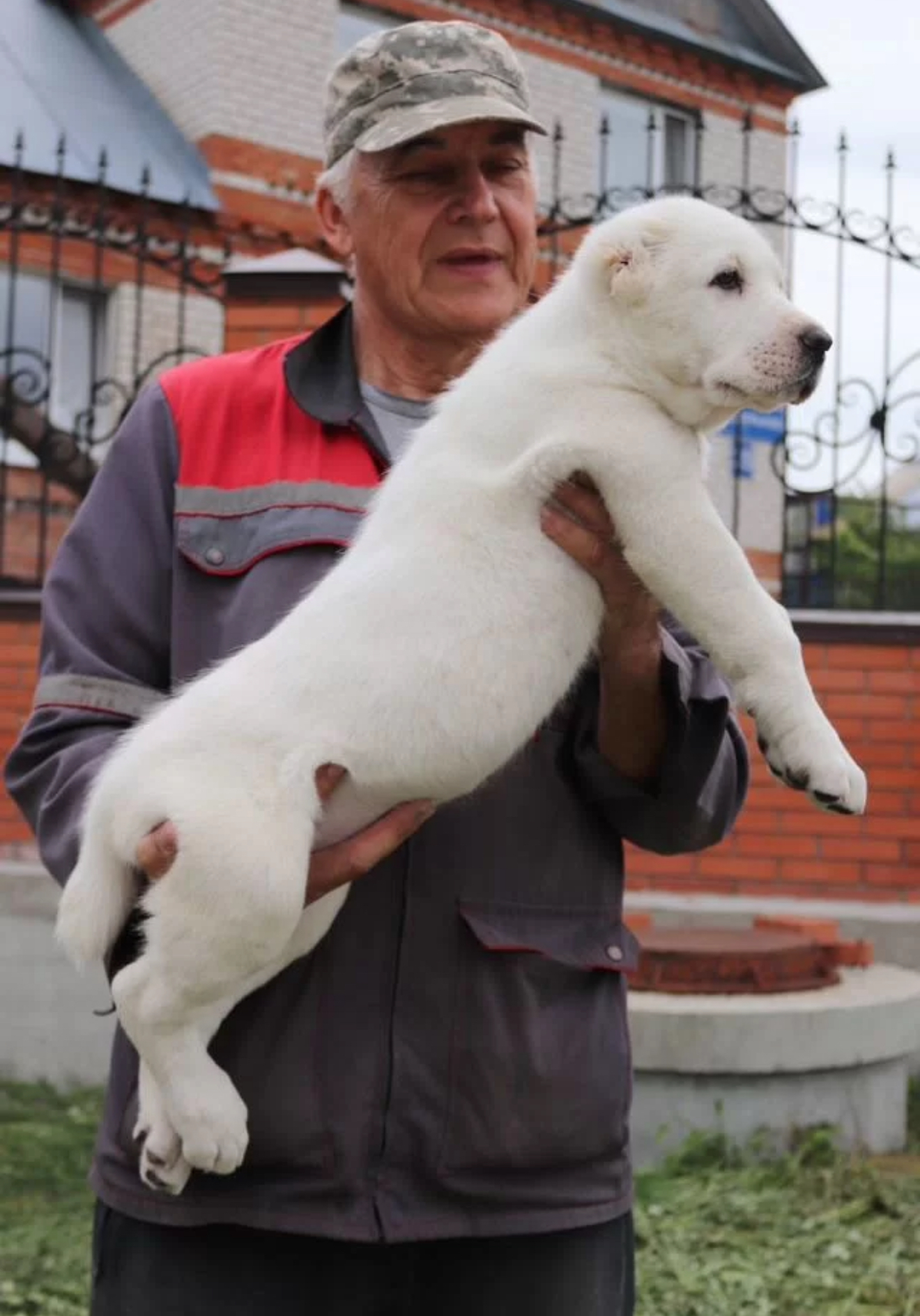 俄罗斯中亚牧羊犬男孩儿！