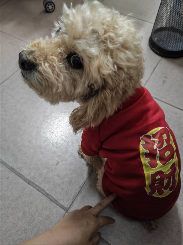 我家狗子拖朋友照顾，不小心丢了。失踪地点在深圳龙岗西坑社区。