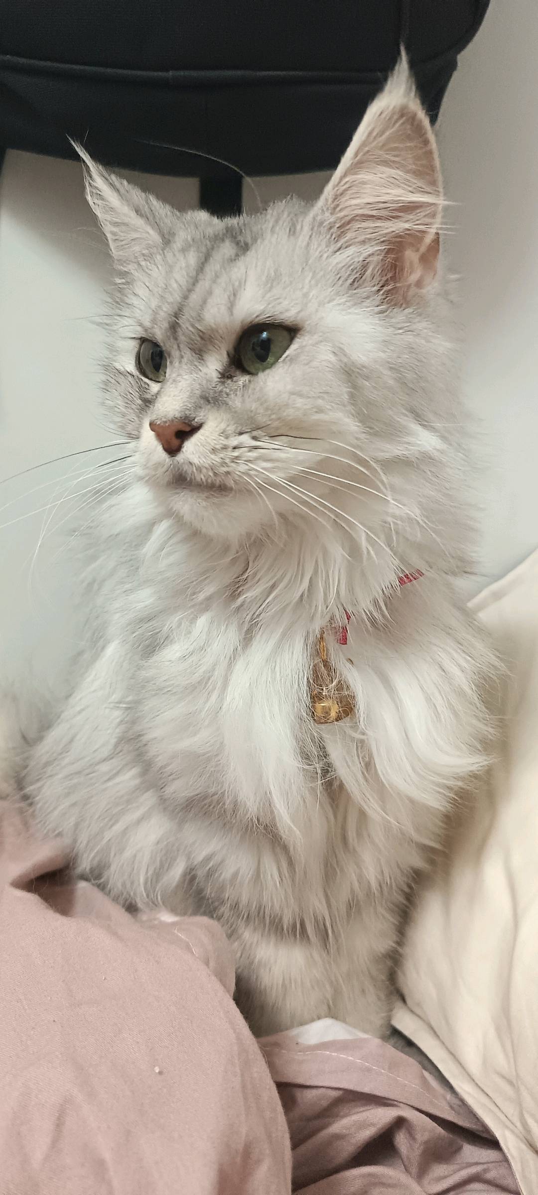 猫猫缅甸猫