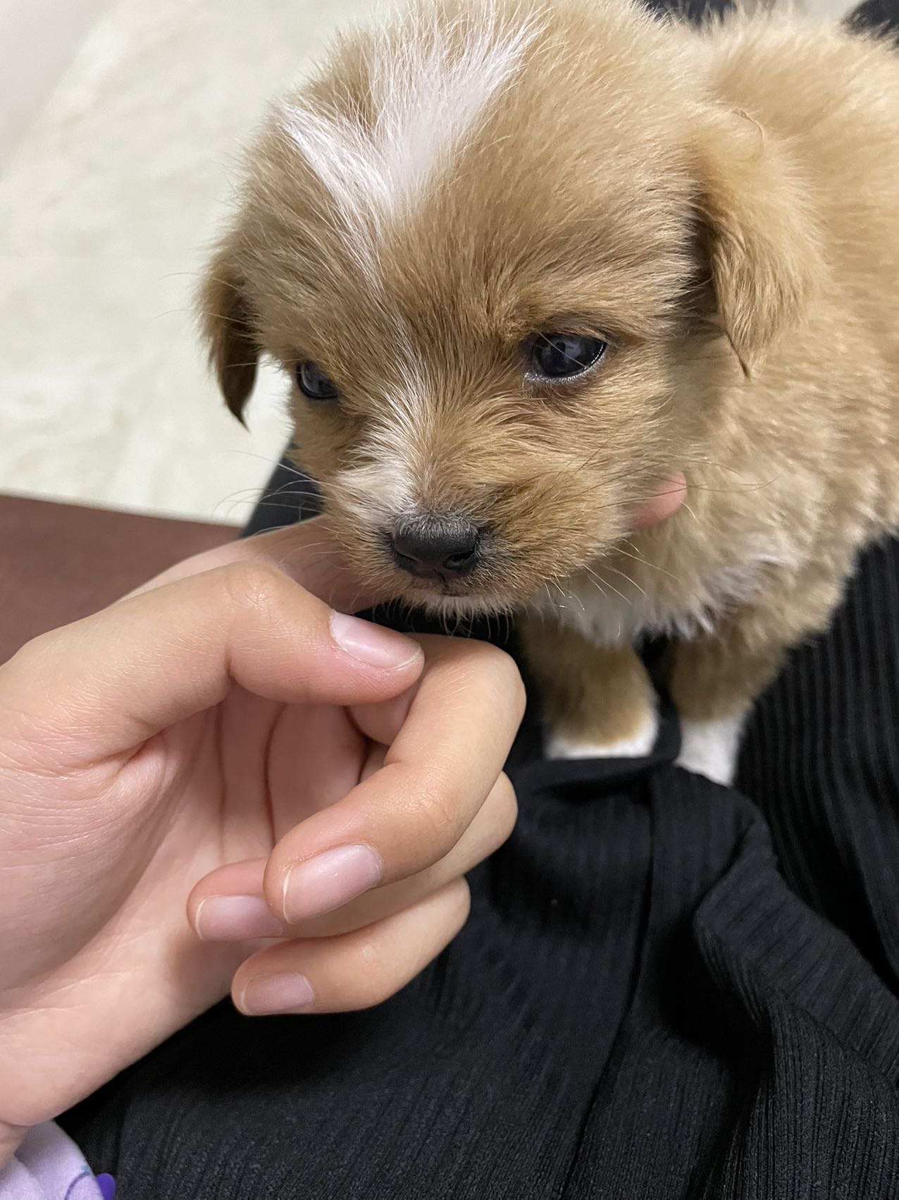 这是什么小狗儿啊