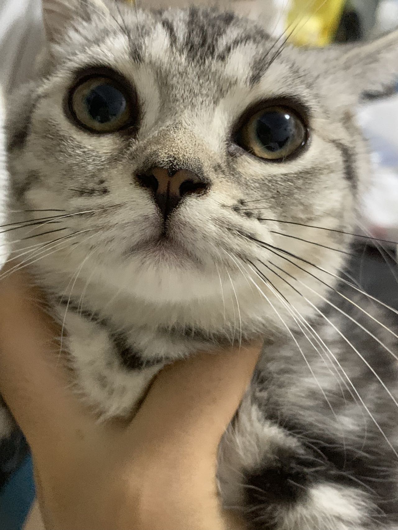 矮脚美短虎斑
