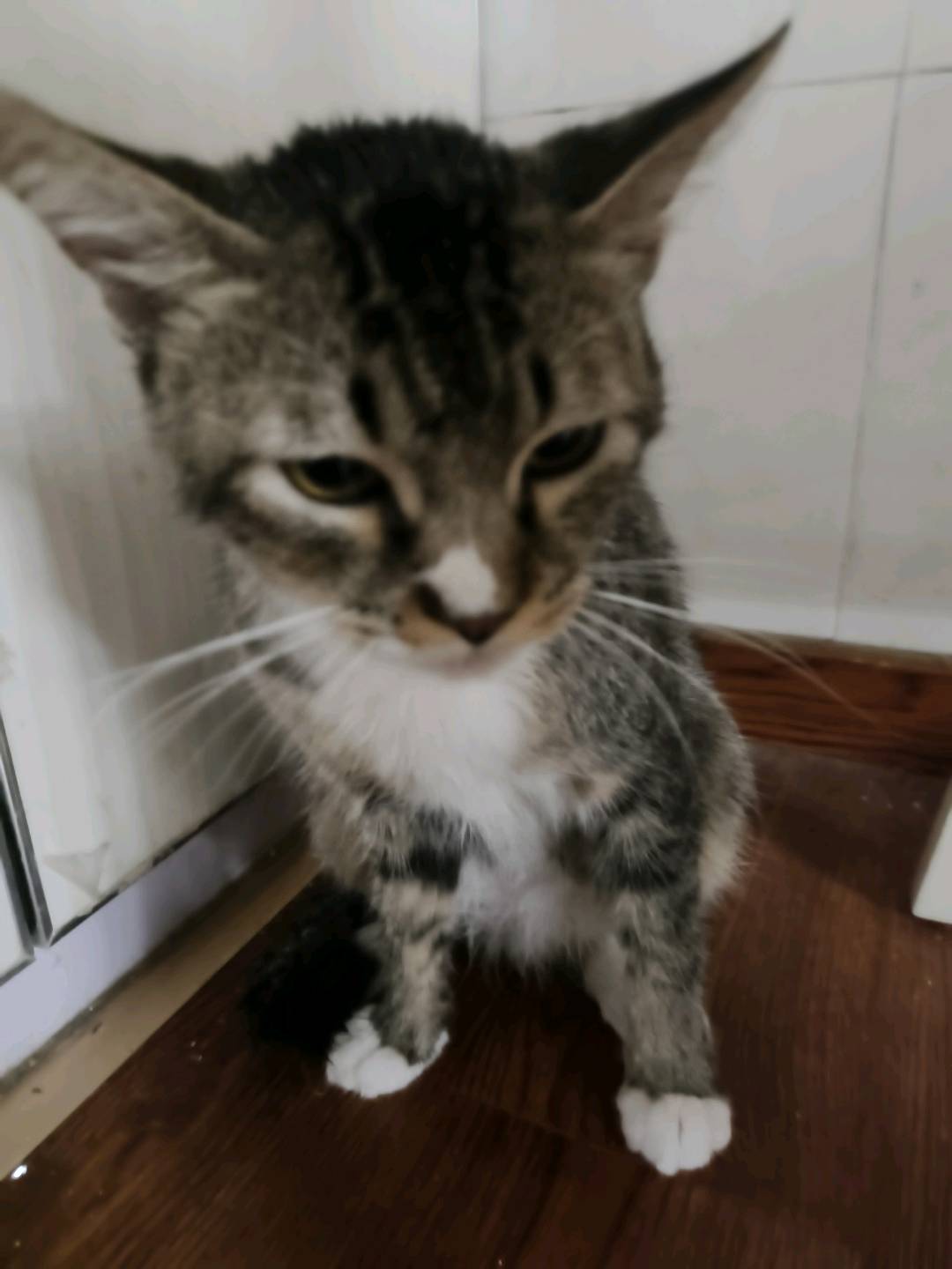 猫猫其它