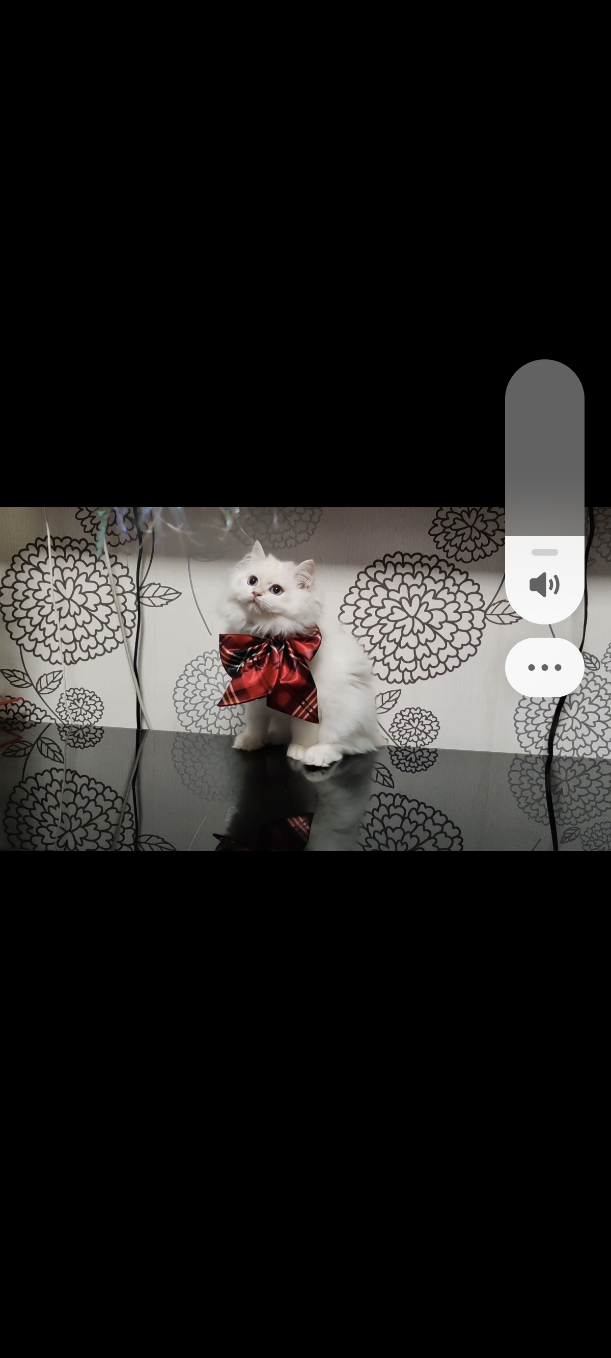 猫猫金渐层
