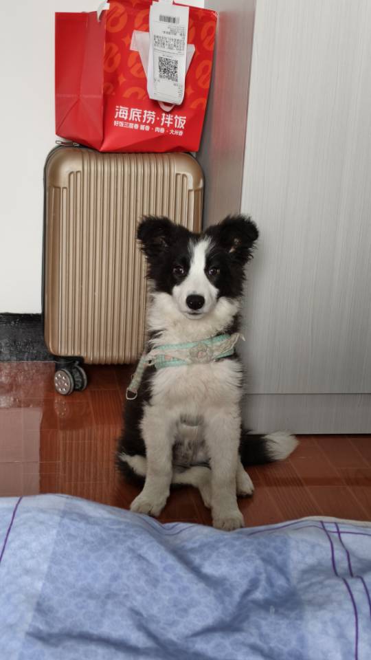 狗狗边境牧羊犬