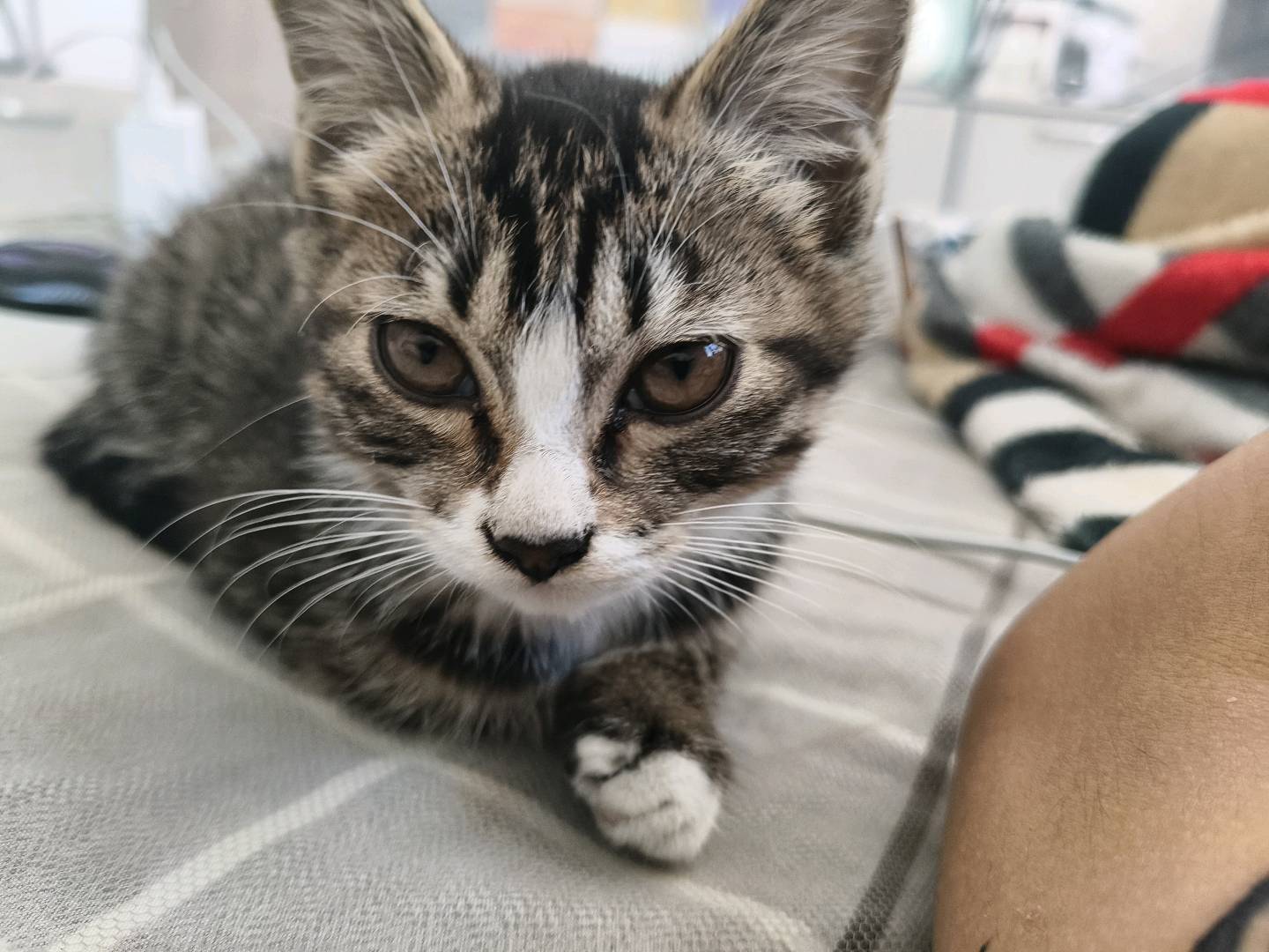猫猫缅因猫