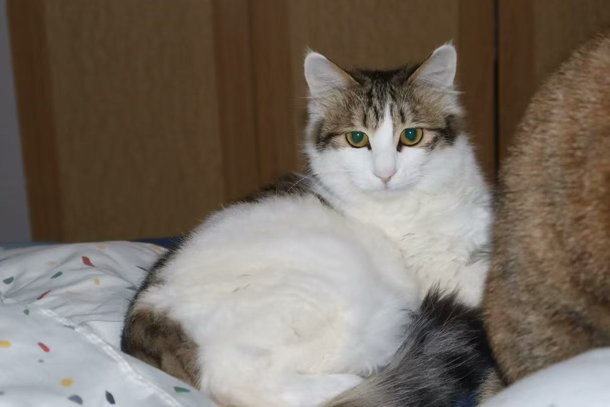 给可爱猫猫找个家 实猫更好看