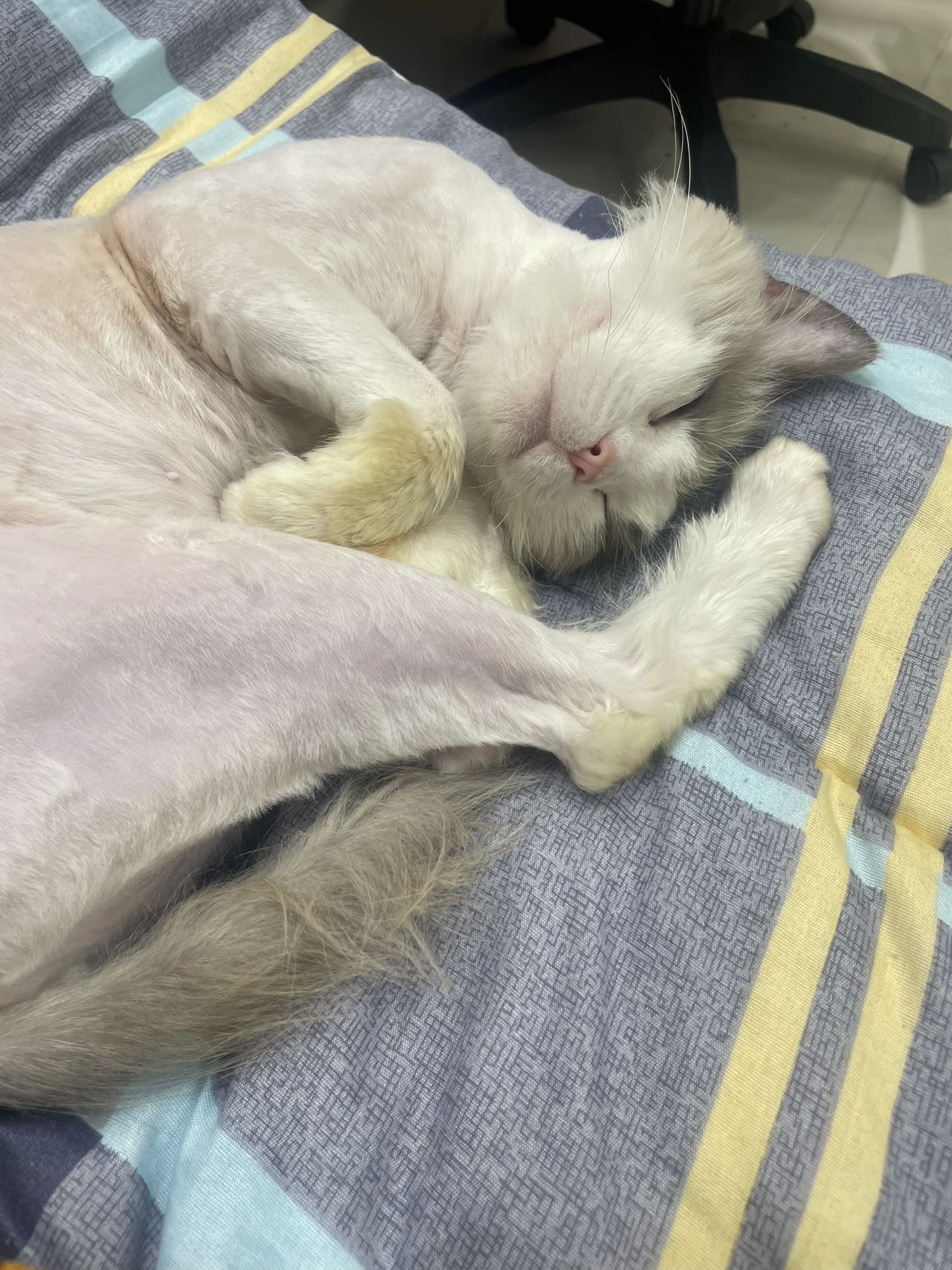 猫