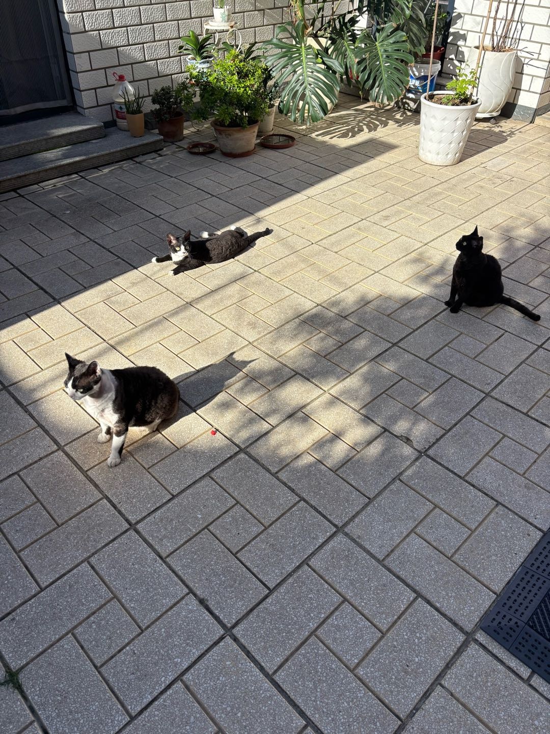 猫猫德文卷毛猫