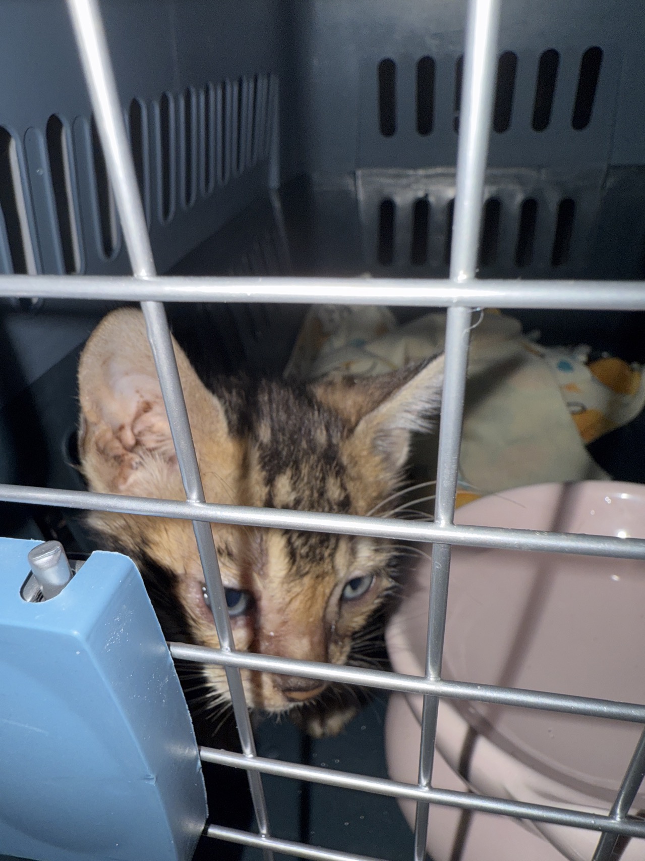 猫猫萌宠档案