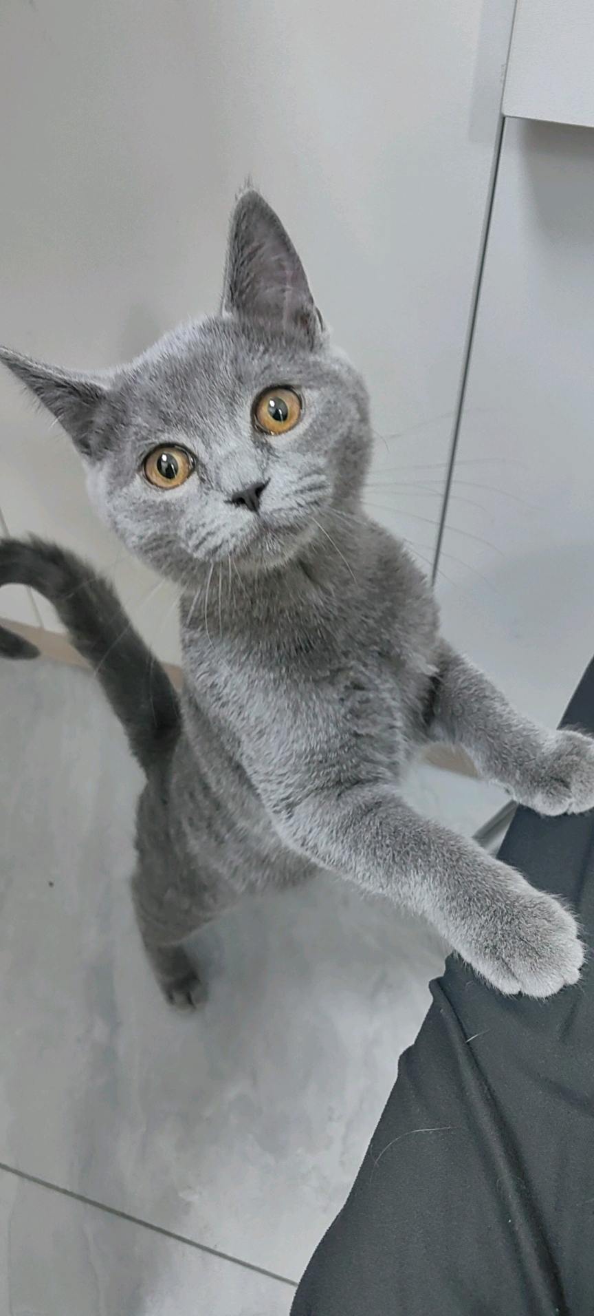 猫猫英国短毛猫