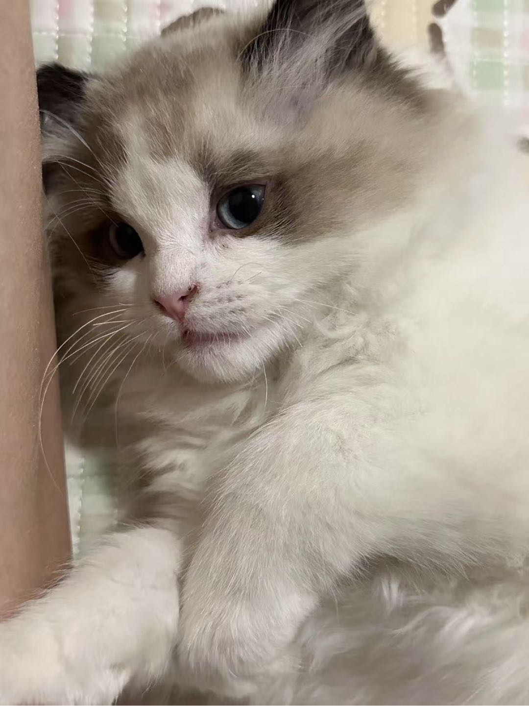 猫猫布偶猫