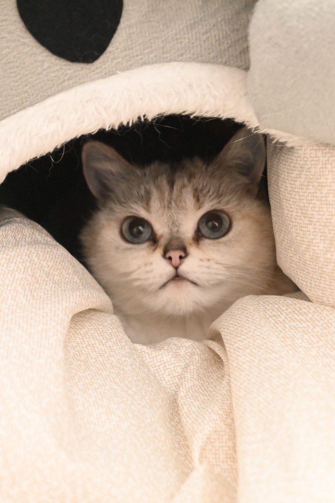 猫猫萌宠档案