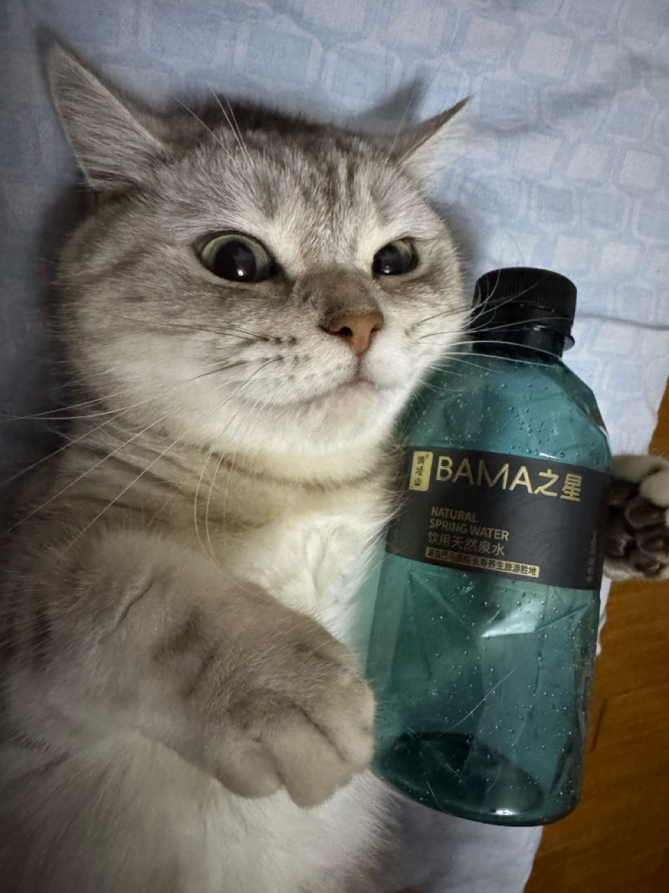 猫猫萌宠档案