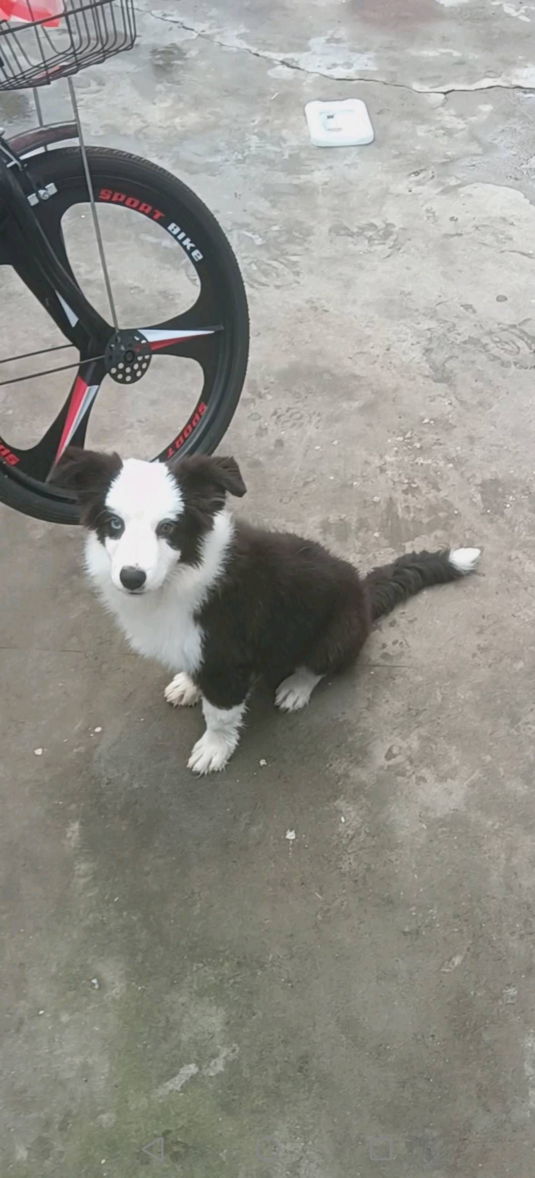狗狗边境牧羊犬