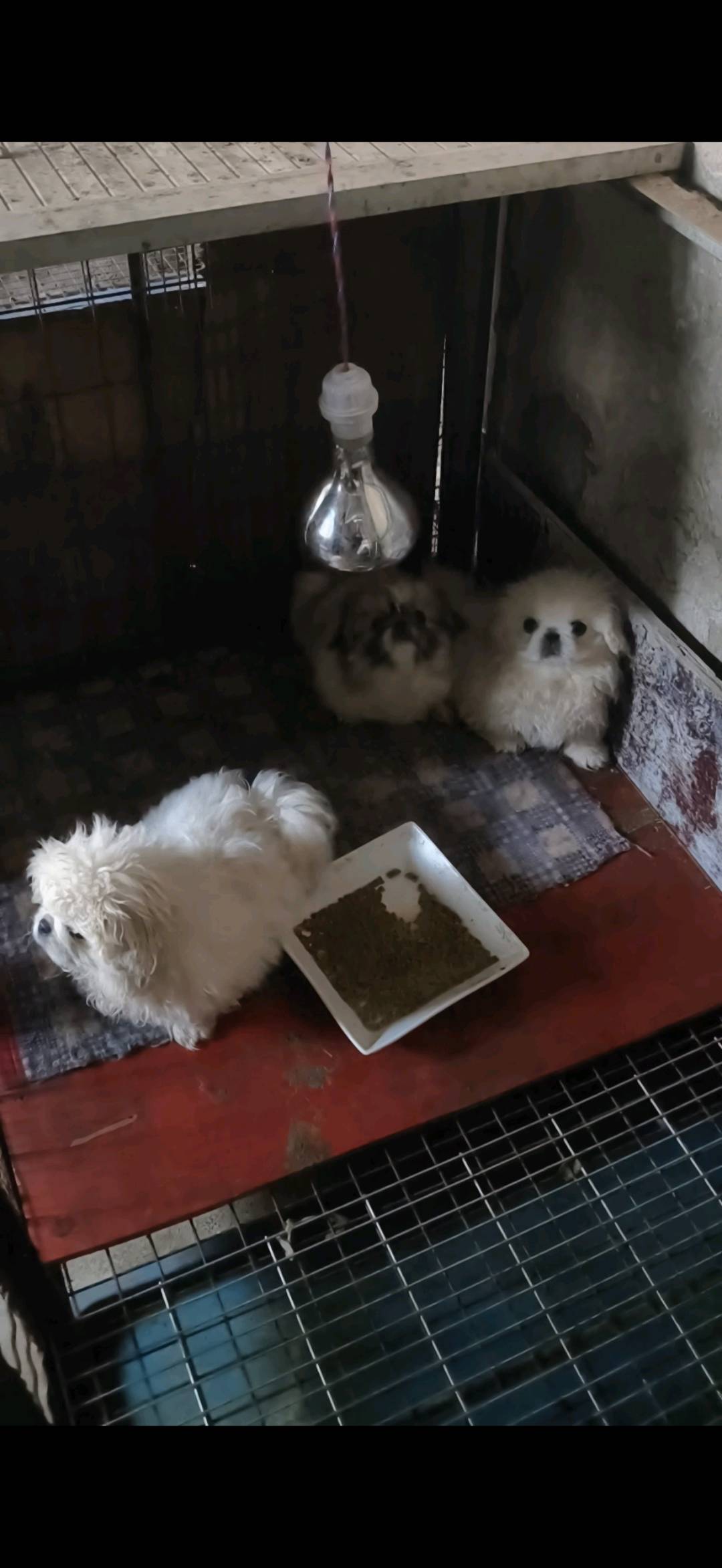 自家养的小体京巴，3个月左右，健康活泼，毛量多，性格超乖，家养的，平时很听话，喜欢跟人玩，适合家养～

疫苗都打了，驱虫也做了，身体健康，没啥毛病，喜欢狗狗的可以来看，支持自提，不邮寄哈～

有啥问题随时私聊，喜欢直接拍，细节都可以问我！