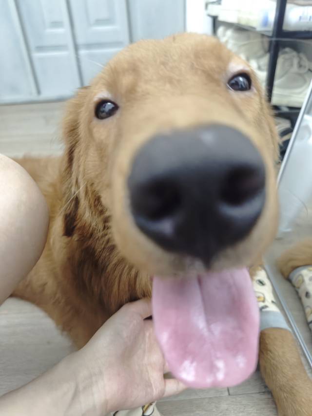 狗狗金毛犬