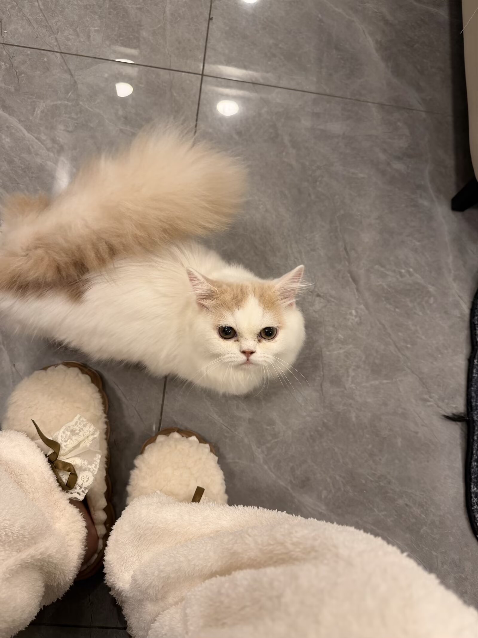 狗狗其它
