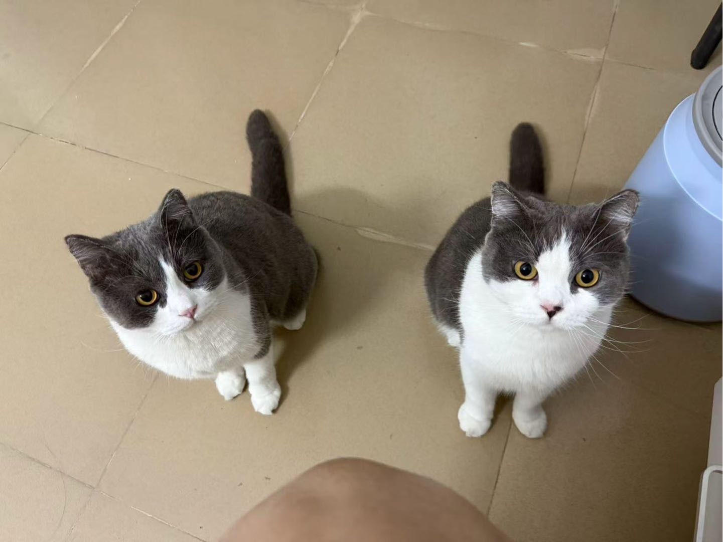 猫猫其它