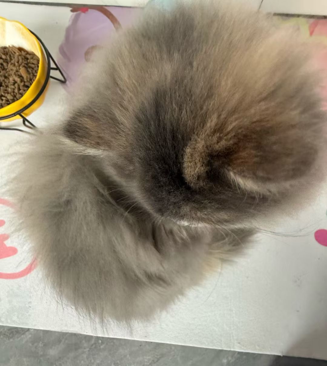 很乖很听话不拆家