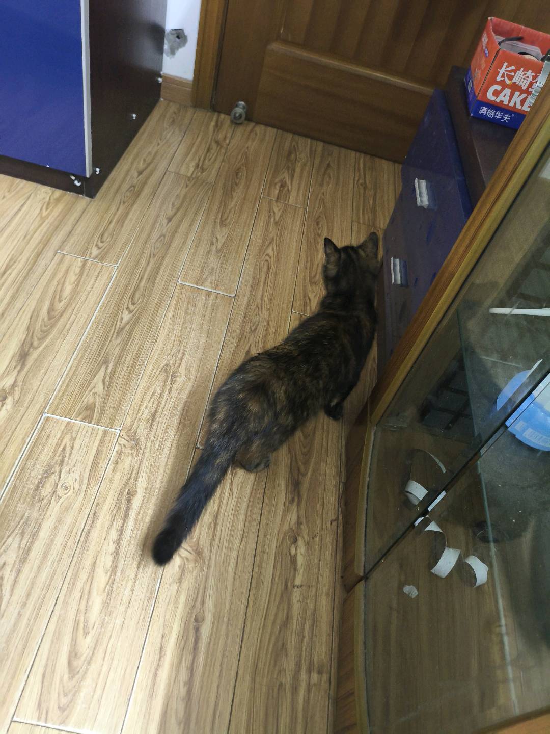 猫猫其它