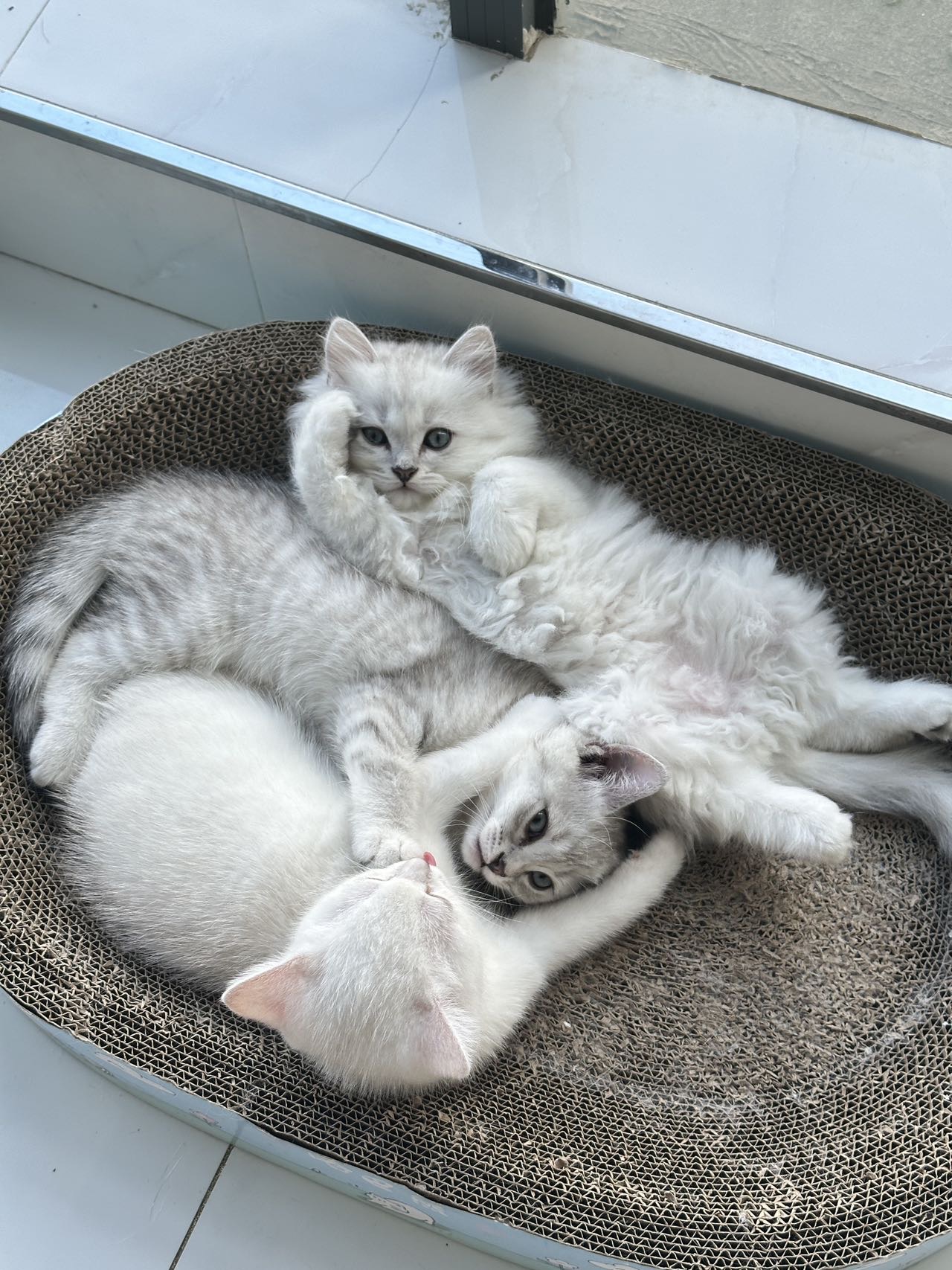 找新家，自家生的小猫，俩个月，600一只