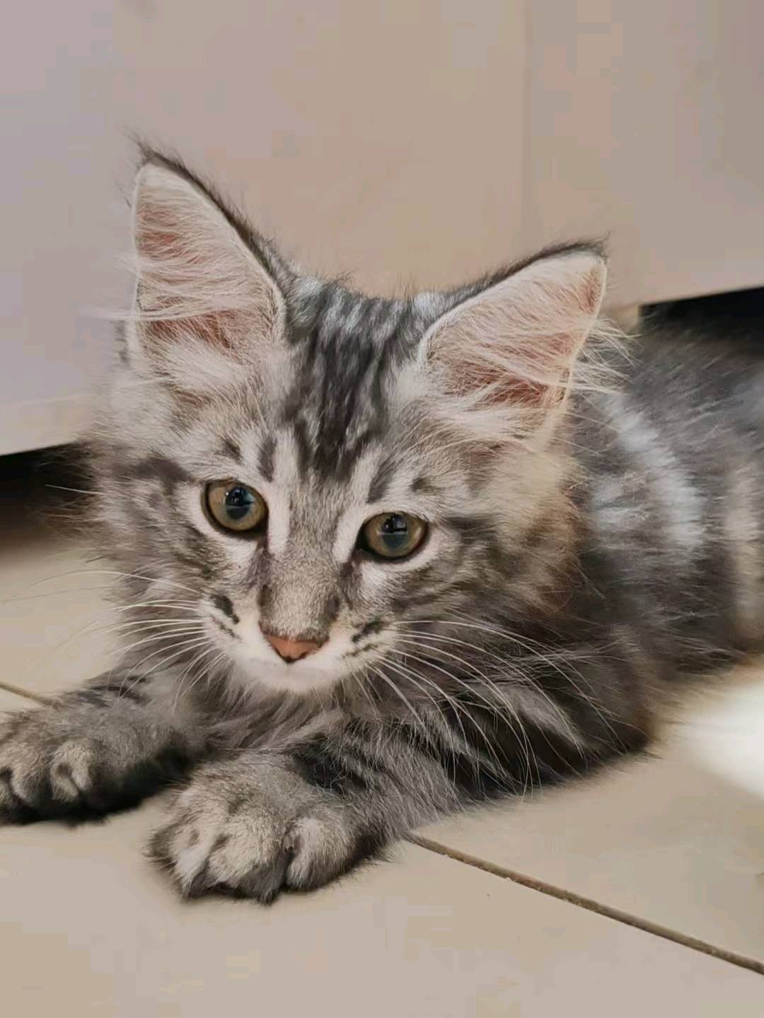 猫猫缅甸猫