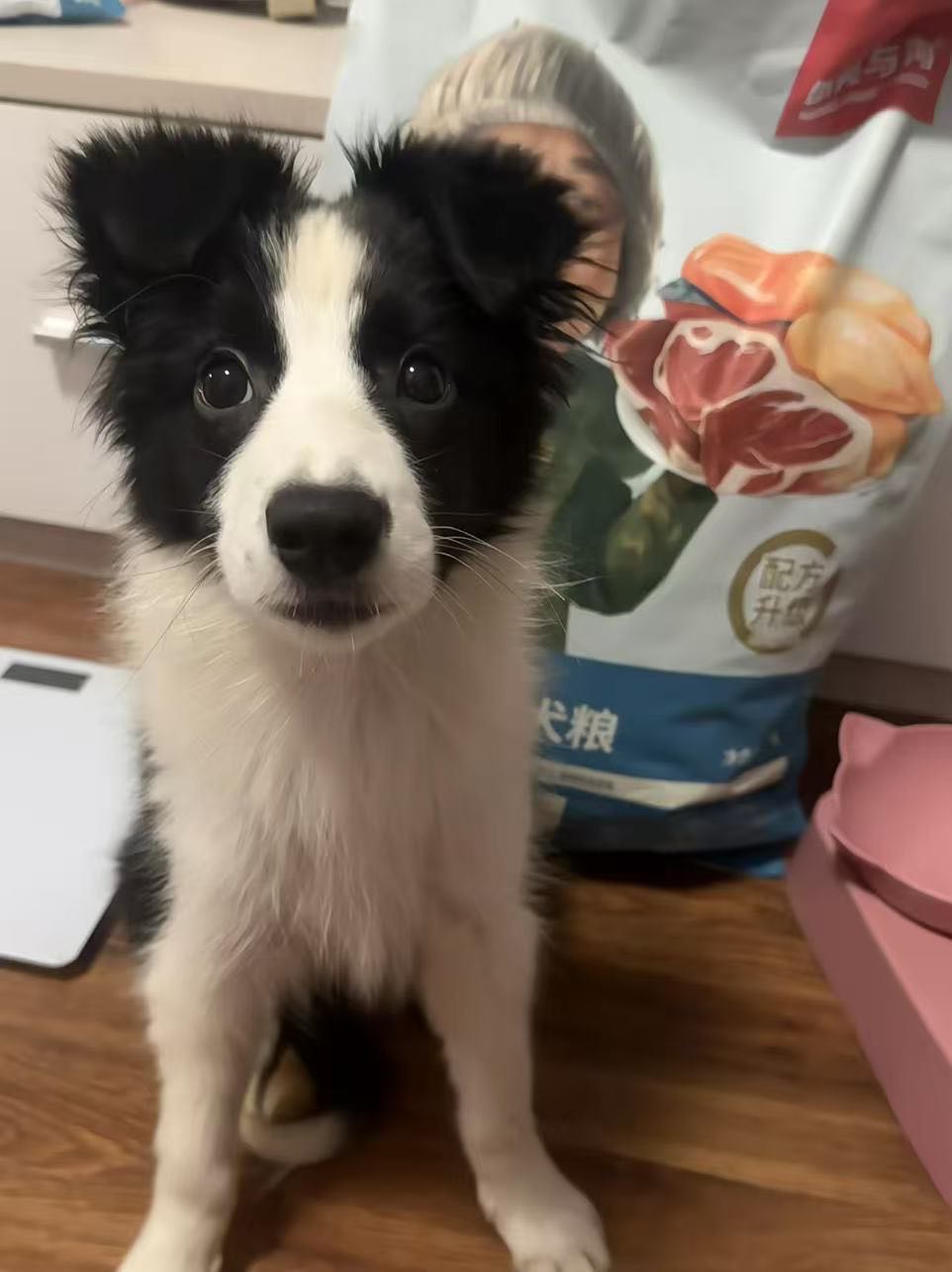 狗狗德国牧羊犬
