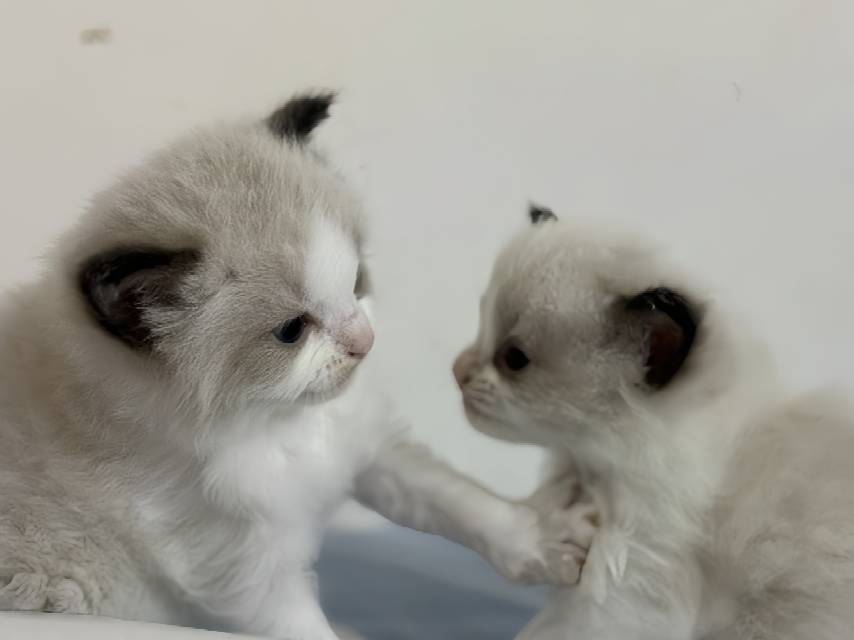 猫猫布偶猫