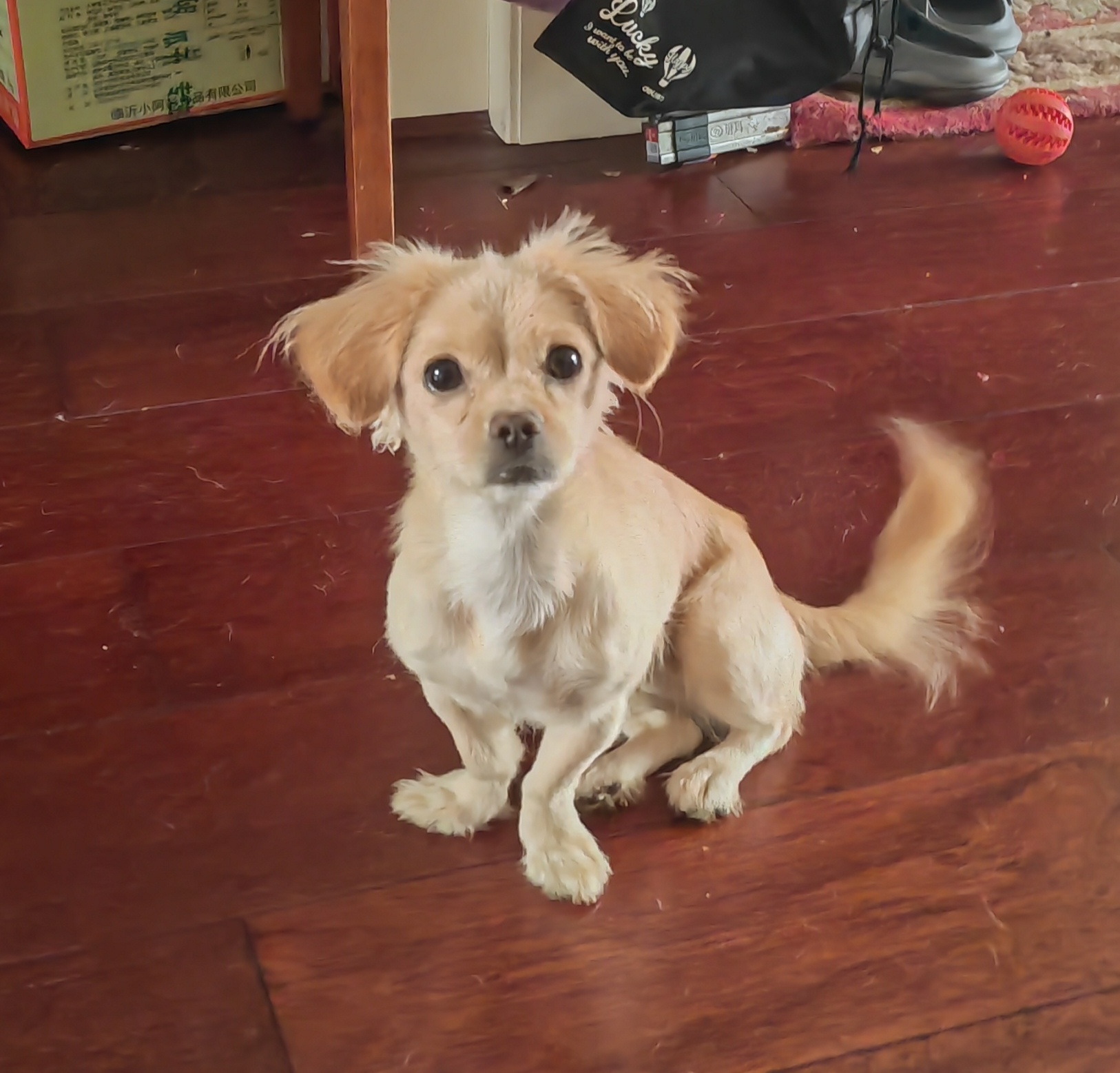 狗狗其它