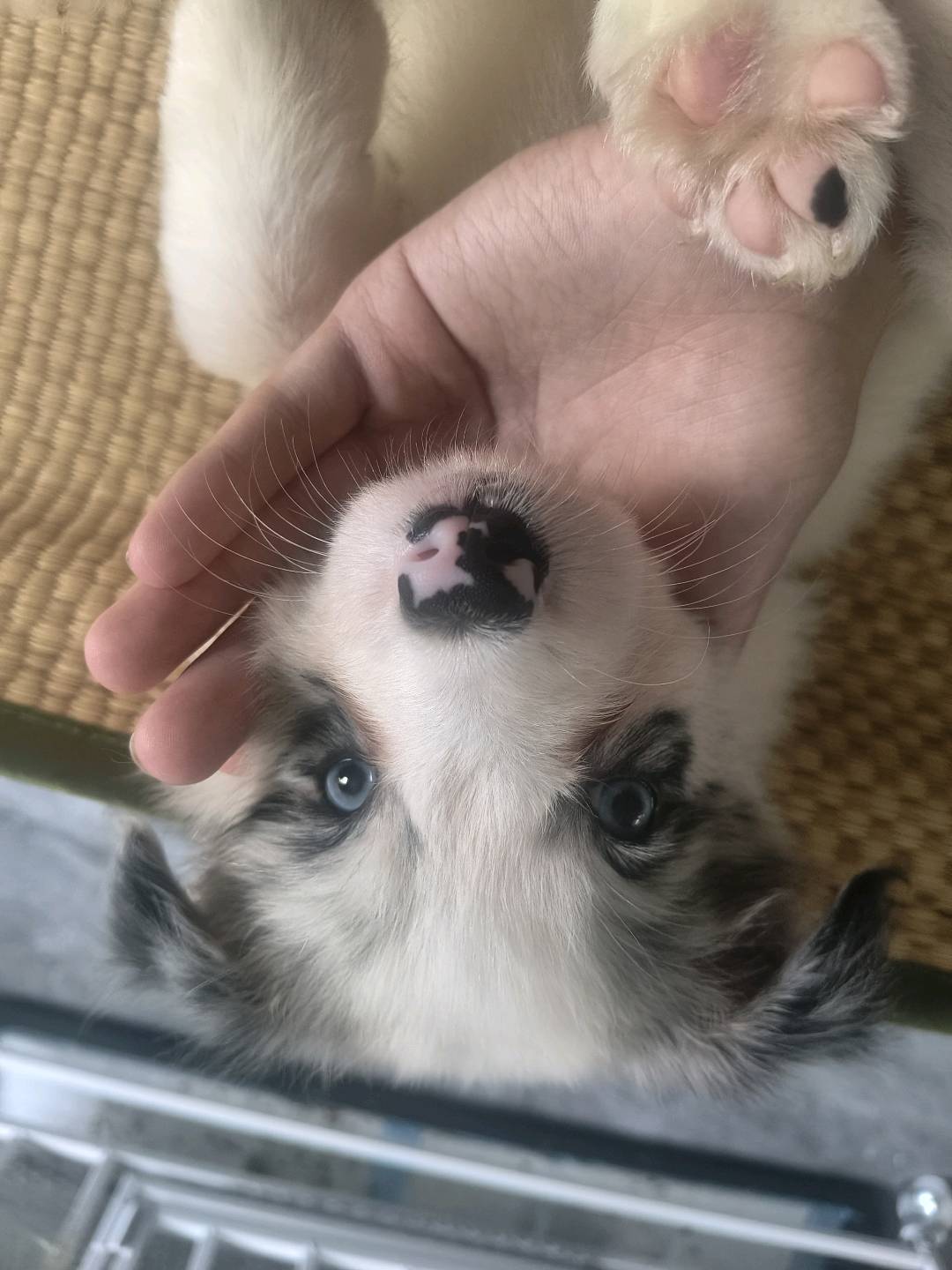 狗狗边境牧羊犬