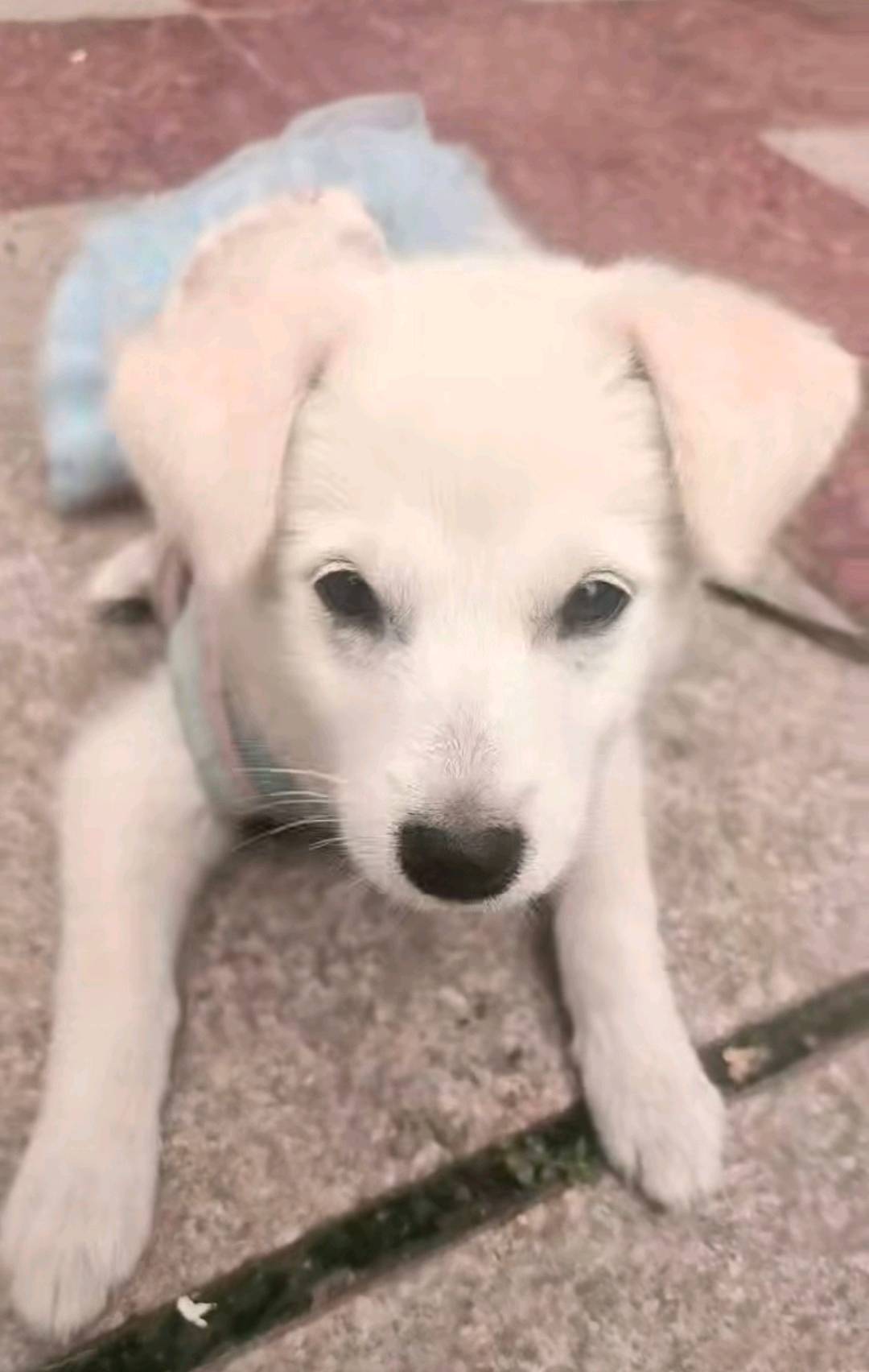 可以上门喂养狗和猫也可以溜狗价格看着说