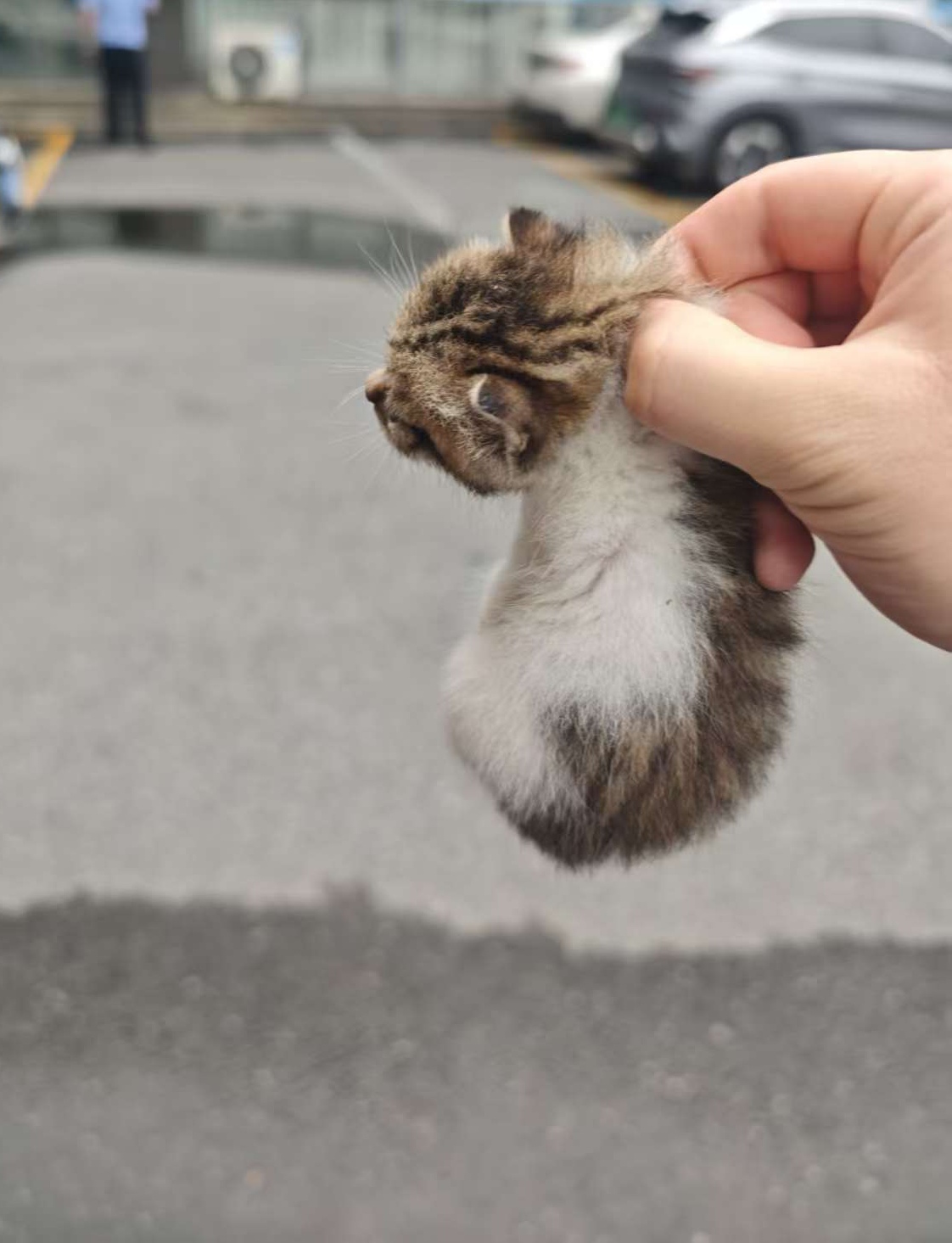邗江区新盛街道大院流浪猫生了一窝小猫崽，有好几只，需要的直接领养，