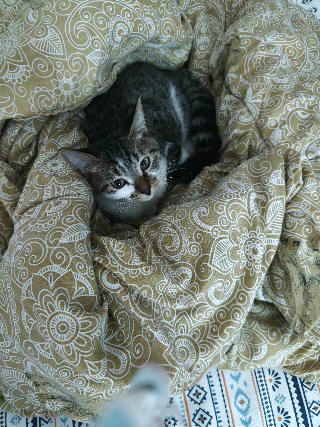它会自己用猫砂 三个月可能会有点调皮 但是很乖 离得近可以送过去 求一个好心人收养