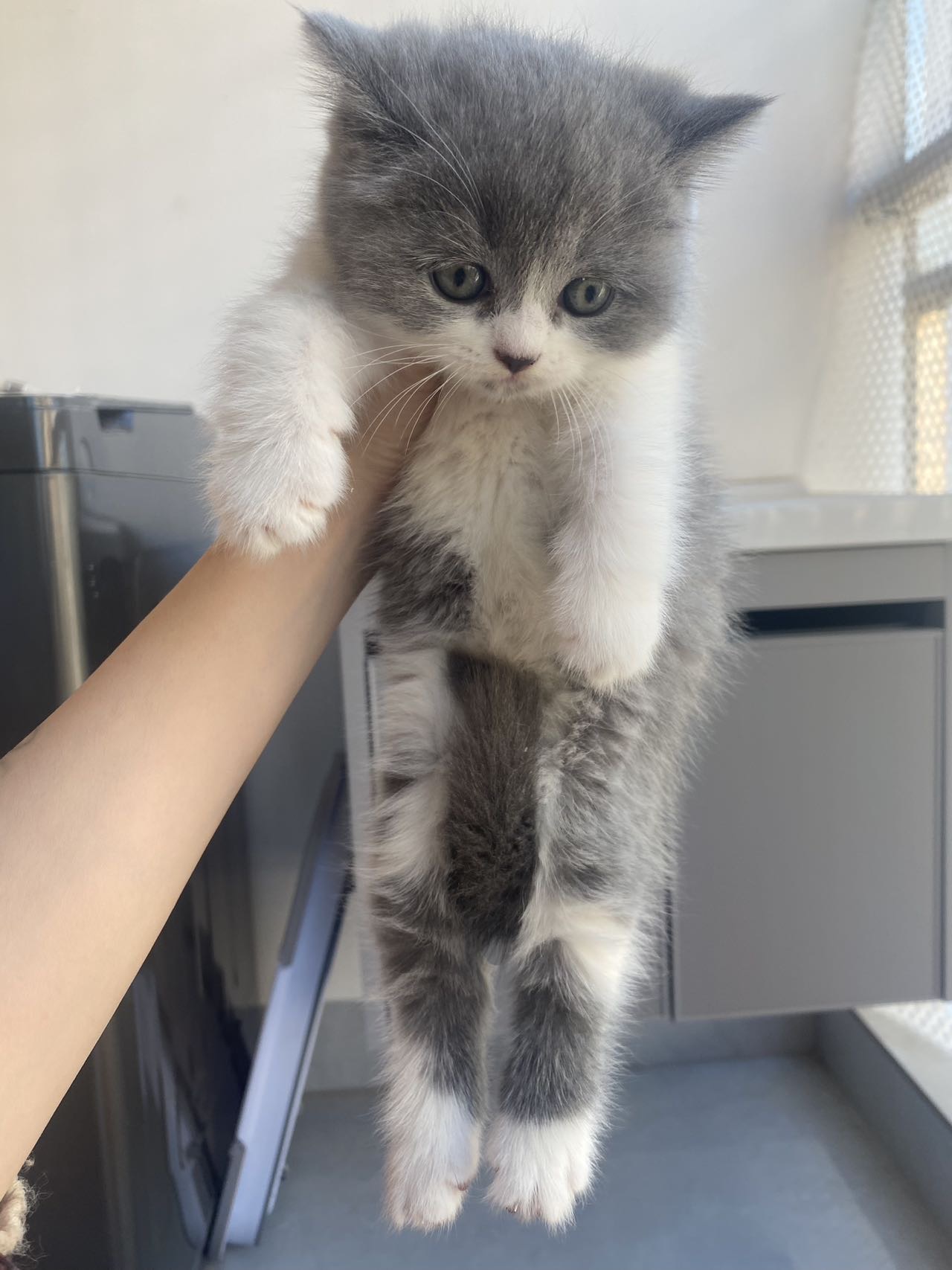 猫猫其它