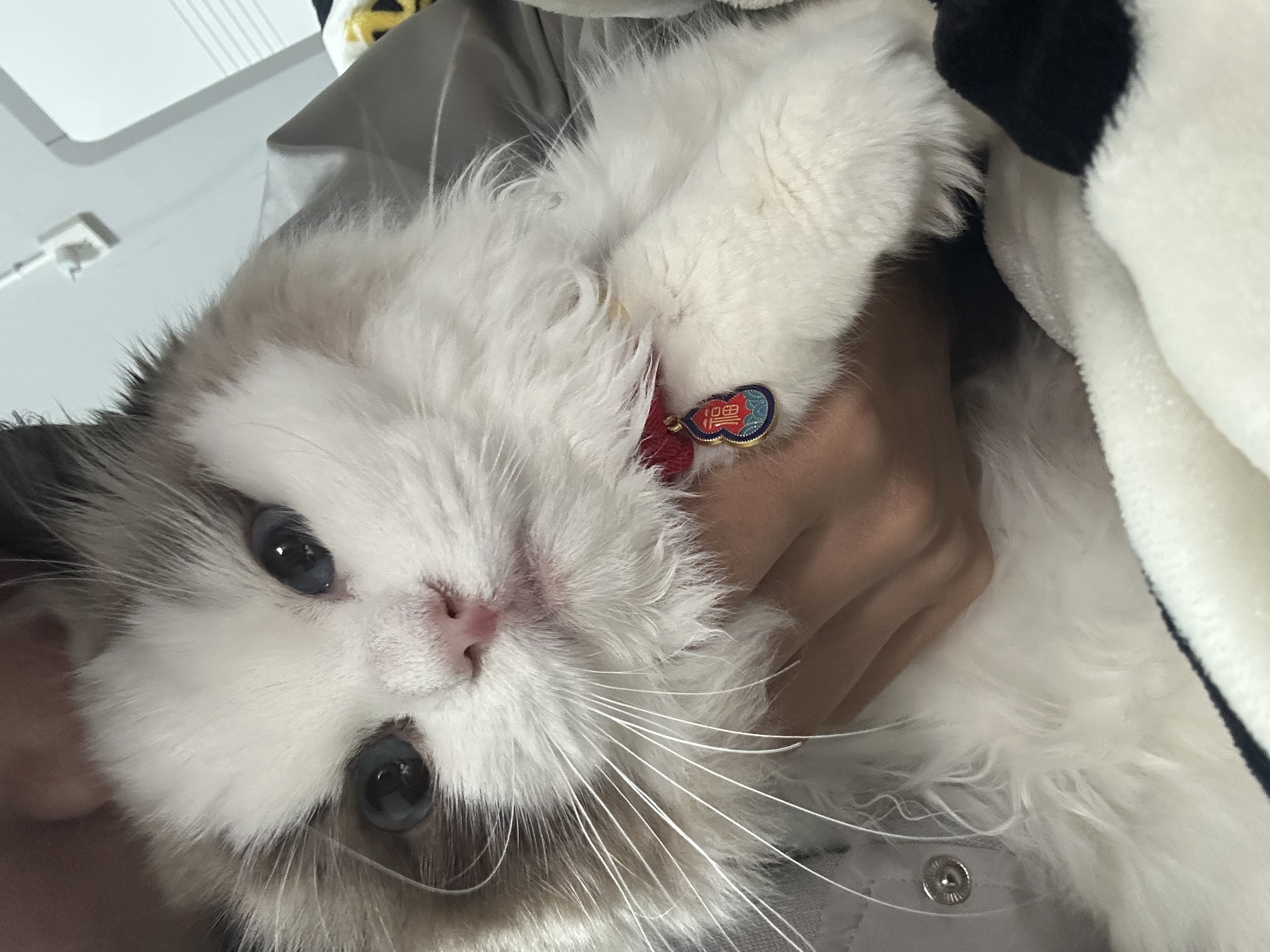 猫猫布偶猫