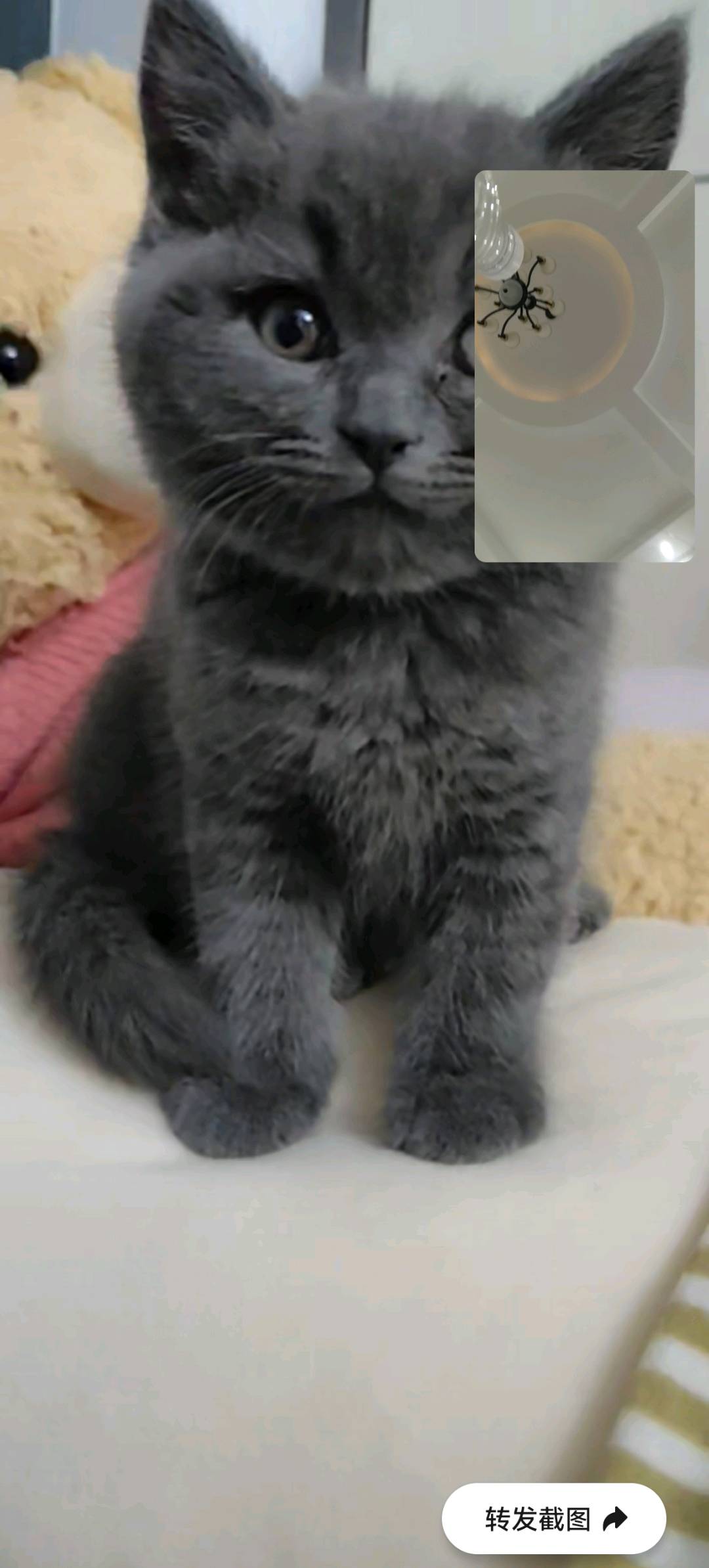 猫猫英国短毛猫